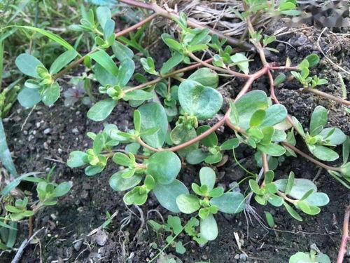 国产国产精品青草视频,探寻自然之美，感受生态魅力