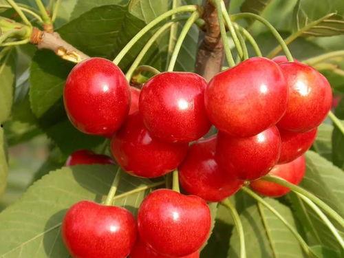 国产樱桃品种视频,探寻美味与品种特色