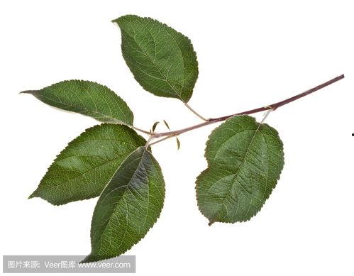 国产苹果树叶视频,探寻中国苹果产业的绿色未来