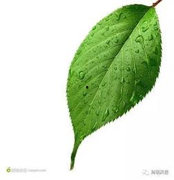 国产苹果树叶视频,探寻中国苹果产业的绿色未来