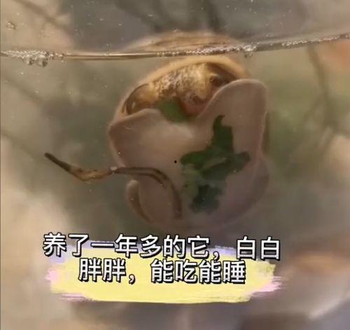 中国产卵季节视频下载,捕捉自然奇观的视频盛宴